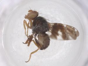  ( - CBG-B24203-A09)  @11 [ ] CreativeCommons - Attribution Share - Alike (2025) Centre for Biodiversity Genomics Centre for Biodiversity Genomics