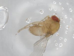  (Scaptodrosophila platyrhina - CBG-A00103-B05)  @11 [ ] CreativeCommons - Attribution (2023) Centre for Biodiversity Genomics Centre for Biodiversity Genomics