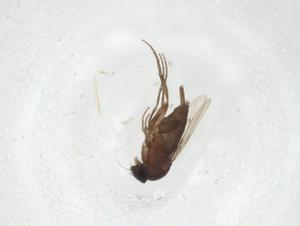  (Megaselia sp. SAEVG Morph0345 - CBG-A14098-G11)  @11 [ ] CreativeCommons - Attribution Share - Alike (2023) Centre for Biodiversity Genomics Centre for Biodiversity Genomics