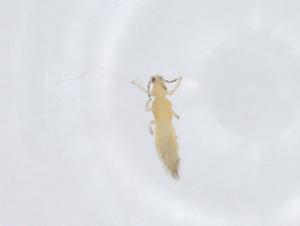  (Mycterothrips nilgiriensis - CBG-A14454-B10)  @11 [ ] CreativeCommons - Attribution Share - Alike (2023) Centre for Biodiversity Genomics Centre for Biodiversity Genomics