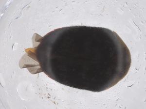  ( - CBG-A39652-F09)  @11 [ ] CreativeCommons - Attribution Share - Alike (2024) Centre for Biodiversity Genomics Centre for Biodiversity Genomics