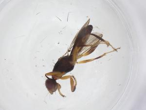  (Cypselosomatidae - CBG-A39973-A04)  @11 [ ] CreativeCommons - Attribution Share - Alike (2024) Centre for Biodiversity Genomics Centre for Biodiversity Genomics