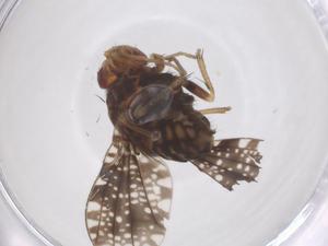  ( - CBG-B12043-H02)  @11 [ ] CreativeCommons - Attribution Share - Alike (2025) Centre for Biodiversity Genomics Centre for Biodiversity Genomics