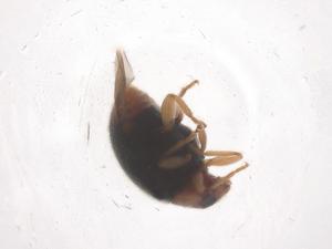  ( - CBG-B15455-B01)  @11 [ ] CreativeCommons - Attribution Share - Alike (2025) Centre for Biodiversity Genomics Centre for Biodiversity Genomics