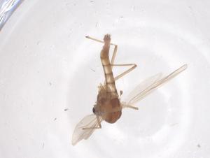  ( - CBG-B15455-E05)  @11 [ ] CreativeCommons - Attribution Share - Alike (2025) Centre for Biodiversity Genomics Centre for Biodiversity Genomics