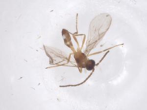  (Aphidius gifuensis - CBG-B15456-G04)  @11 [ ] CreativeCommons - Attribution Share - Alike (2025) Centre for Biodiversity Genomics Centre for Biodiversity Genomics