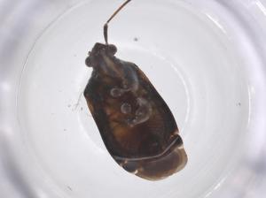  ( - CBG-B15474-H05)  @11 [ ] CreativeCommons - Attribution Share - Alike (2025) Centre for Biodiversity Genomics Centre for Biodiversity Genomics