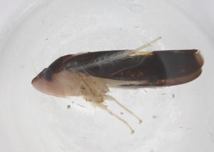  ( - CBG-B15475-A10)  @11 [ ] CreativeCommons - Attribution Share - Alike (2025) Centre for Biodiversity Genomics Centre for Biodiversity Genomics