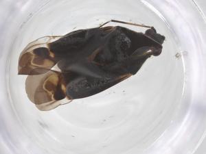  ( - CBG-B15475-H04)  @11 [ ] CreativeCommons - Attribution Share - Alike (2025) Centre for Biodiversity Genomics Centre for Biodiversity Genomics