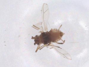  ( - CBG-B15476-G06)  @11 [ ] CreativeCommons - Attribution Share - Alike (2025) Centre for Biodiversity Genomics Centre for Biodiversity Genomics