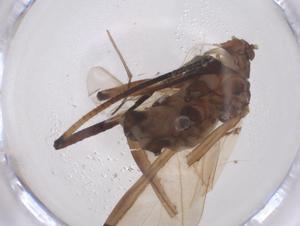  (Cinara formosana - CBG-B15476-G07)  @11 [ ] CreativeCommons - Attribution Share - Alike (2025) Centre for Biodiversity Genomics Centre for Biodiversity Genomics