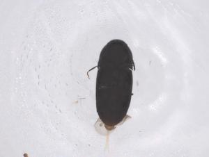  ( - CBG-B15476-G10)  @11 [ ] CreativeCommons - Attribution Share - Alike (2025) Centre for Biodiversity Genomics Centre for Biodiversity Genomics