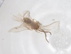  ( - CBG-B15477-E03)  @11 [ ] CreativeCommons - Attribution Share - Alike (2025) Centre for Biodiversity Genomics Centre for Biodiversity Genomics