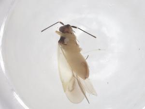  ( - CBG-B15477-F11)  @11 [ ] CreativeCommons - Attribution Share - Alike (2025) Centre for Biodiversity Genomics Centre for Biodiversity Genomics