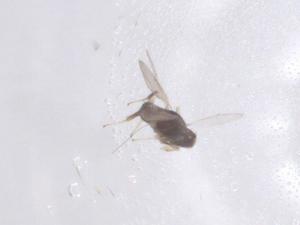  ( - CBG-B15478-E03)  @11 [ ] CreativeCommons - Attribution Share - Alike (2025) Centre for Biodiversity Genomics Centre for Biodiversity Genomics