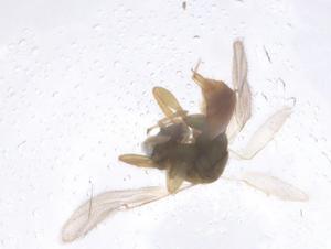  ( - CBG-B15802-C01)  @11 [ ] CreativeCommons - Attribution Share - Alike (2025) Centre for Biodiversity Genomics Centre for Biodiversity Genomics