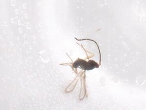  (Anaphes flavipes - CBG-B15836-E09)  @11 [ ] CreativeCommons - Attribution Share - Alike (2025) Centre for Biodiversity Genomics Centre for Biodiversity Genomics