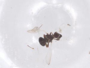  (Platygaster euhemerus - CBG-B15837-F11)  @11 [ ] CreativeCommons - Attribution Share - Alike (2025) Centre for Biodiversity Genomics Centre for Biodiversity Genomics