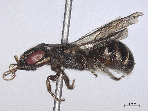  ( - CBG-B15972-G11)  @11 [ ] CreativeCommons - Attribution Share - Alike (2025) CBG Photography Group Centre for Biodiversity Genomics