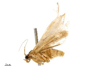  ( - CBG-B15981-A03)  @11 [ ] CreativeCommons - Attribution Share - Alike (2025) CBG Photography Group Centre for Biodiversity Genomics