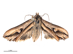  ( - CBG-B15981-C10)  @11 [ ] CreativeCommons - Attribution Share - Alike (2025) CBG Photography Group Centre for Biodiversity Genomics