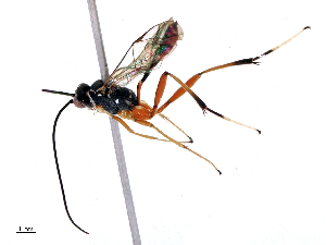  ( - CBG-B15981-F10)  @11 [ ] CreativeCommons - Attribution Share - Alike (2025) CBG Photography Group Centre for Biodiversity Genomics