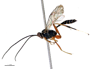  ( - CBG-B15981-H02)  @11 [ ] CreativeCommons - Attribution Share - Alike (2025) CBG Photography Group Centre for Biodiversity Genomics