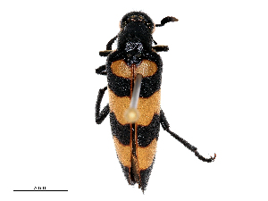  (Hycleus cichorii - CBG-B15982-E05)  @11 [ ] CreativeCommons - Attribution Share - Alike (2025) CBG Photography Group Centre for Biodiversity Genomics