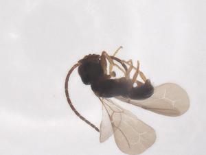  ( - CBG-B15996-B06)  @11 [ ] CreativeCommons - Attribution Share - Alike (2025) Centre for Biodiversity Genomics Centre for Biodiversity Genomics