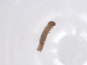  ( - CBG-B15997-E02)  @11 [ ] CreativeCommons - Attribution Share - Alike (2025) Centre for Biodiversity Genomics Centre for Biodiversity Genomics