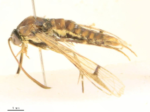  ( - CBG-B16036-G09)  @11 [ ] CreativeCommons - Attribution Share - Alike (2025) CBG Photography Group Centre for Biodiversity Genomics