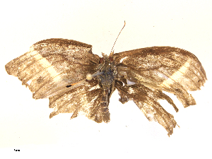  ( - CBG-B16036-G11)  @11 [ ] CreativeCommons - Attribution Share - Alike (2025) CBG Photography Group Centre for Biodiversity Genomics