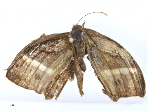  ( - CBG-B16036-H06)  @11 [ ] CreativeCommons - Attribution Share - Alike (2025) CBG Photography Group Centre for Biodiversity Genomics