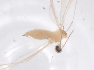  ( - CBG-B16105-B03)  @11 [ ] CreativeCommons - Attribution Share - Alike (2025) Centre for Biodiversity Genomics Centre for Biodiversity Genomics