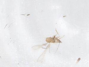  ( - CBG-B16109-C04)  @11 [ ] CreativeCommons - Attribution Share - Alike (2025) Centre for Biodiversity Genomics Centre for Biodiversity Genomics