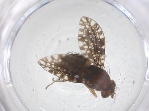  ( - CBG-B16370-C12)  @11 [ ] CreativeCommons - Attribution Share - Alike (2025) Centre for Biodiversity Genomics Centre for Biodiversity Genomics