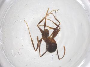  ( - CBG-B16370-H02)  @11 [ ] CreativeCommons - Attribution Share - Alike (2025) Centre for Biodiversity Genomics Centre for Biodiversity Genomics