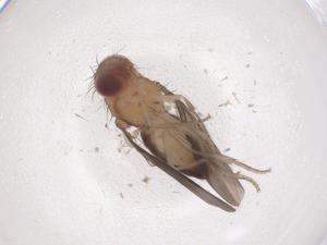  (Stegana ashima - CBG-B16371-C04)  @11 [ ] CreativeCommons - Attribution Share - Alike (2025) Centre for Biodiversity Genomics Centre for Biodiversity Genomics