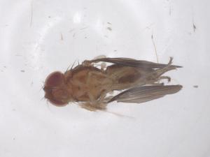  ( - CBG-B16372-A05)  @11 [ ] CreativeCommons - Attribution Share - Alike (2025) Centre for Biodiversity Genomics Centre for Biodiversity Genomics