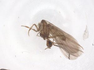  ( - CBG-B16374-C12)  @11 [ ] CreativeCommons - Attribution Share - Alike (2025) Centre for Biodiversity Genomics Centre for Biodiversity Genomics