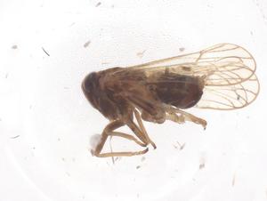  ( - CBG-B16374-G01)  @11 [ ] CreativeCommons - Attribution Share - Alike (2025) Centre for Biodiversity Genomics Centre for Biodiversity Genomics