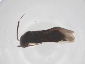  ( - CBG-B16385-B05)  @11 [ ] CreativeCommons - Attribution Share - Alike (2025) Centre for Biodiversity Genomics Centre for Biodiversity Genomics