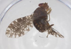  ( - CBG-B16385-D04)  @11 [ ] CreativeCommons - Attribution Share - Alike (2025) Centre for Biodiversity Genomics Centre for Biodiversity Genomics