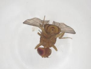  ( - CBG-B16394-A02)  @11 [ ] CreativeCommons - Attribution Share - Alike (2025) Centre for Biodiversity Genomics Centre for Biodiversity Genomics