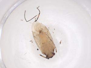  ( - CBG-B16395-B04)  @11 [ ] CreativeCommons - Attribution Share - Alike (2025) Centre for Biodiversity Genomics Centre for Biodiversity Genomics