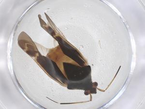  ( - CBG-B16410-D08)  @11 [ ] CreativeCommons - Attribution Share - Alike (2025) Centre for Biodiversity Genomics Centre for Biodiversity Genomics