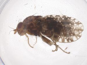  ( - CBG-B16411-E01)  @11 [ ] CreativeCommons - Attribution Share - Alike (2025) Centre for Biodiversity Genomics Centre for Biodiversity Genomics