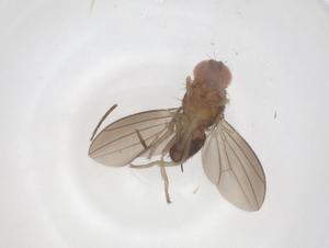  ( - CBG-B16416-C02)  @11 [ ] CreativeCommons - Attribution Share - Alike (2025) Centre for Biodiversity Genomics Centre for Biodiversity Genomics