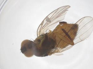  ( - CBG-B16416-H09)  @11 [ ] CreativeCommons - Attribution Share - Alike (2025) Centre for Biodiversity Genomics Centre for Biodiversity Genomics