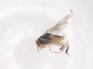  ( - CBG-B16417-B06)  @11 [ ] CreativeCommons - Attribution Share - Alike (2025) Centre for Biodiversity Genomics Centre for Biodiversity Genomics